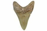 Serrated, Fossil Megalodon Tooth - North Carolina #344080-1